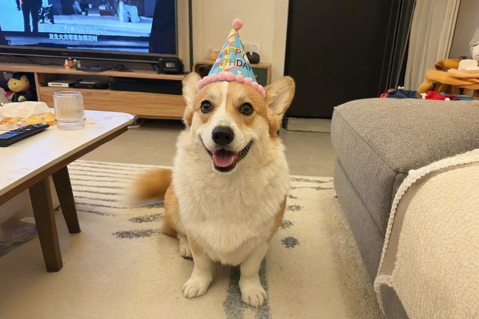 狗狗